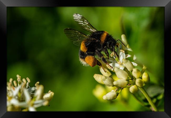Bumblebee landing  Framed Print by Alan Strong