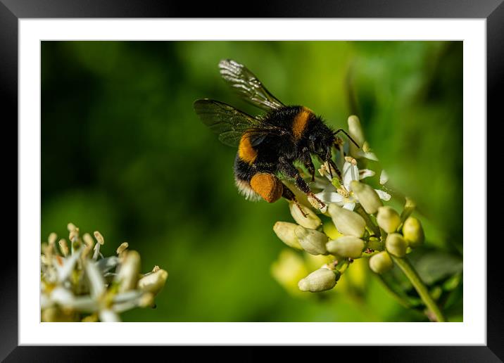 Bumblebee landing  Framed Mounted Print by Alan Strong