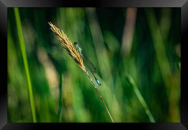 Resting damselfly  Framed Print by Alan Strong