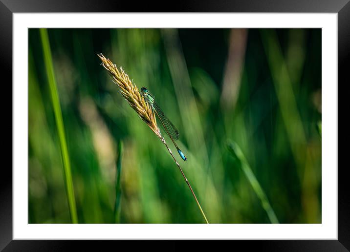 Resting damselfly  Framed Mounted Print by Alan Strong
