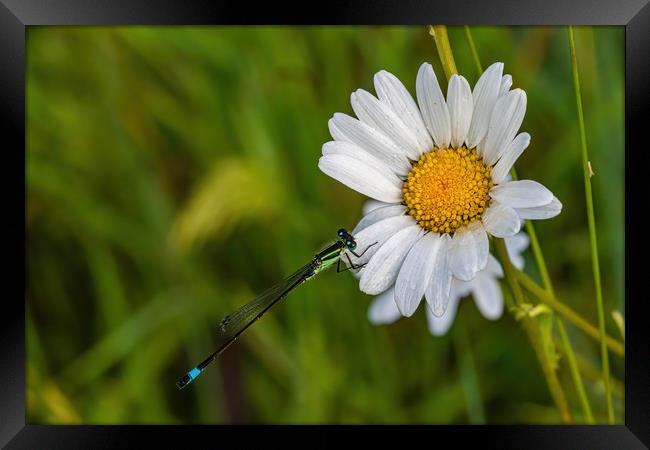 Damselfly resting on a daisy in a meadow Framed Print by Alan Strong