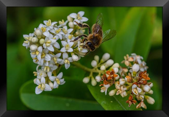 Honeybee gathering pollen  Framed Print by Alan Strong