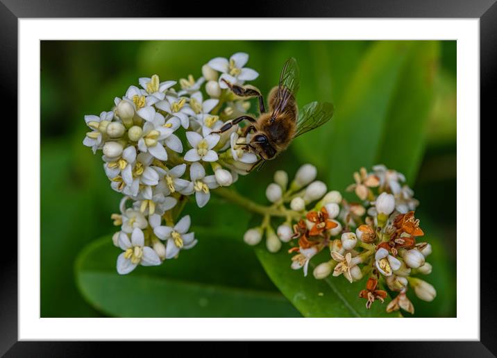 Honeybee gathering pollen  Framed Mounted Print by Alan Strong