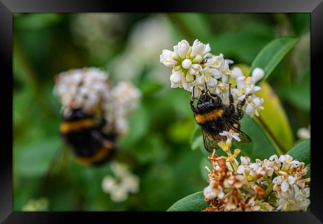 Busy bees gathering pollen Framed Print by Alan Strong