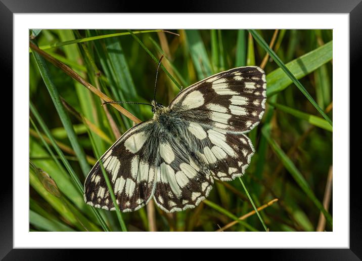 Marble butterfly  Framed Mounted Print by Alan Strong