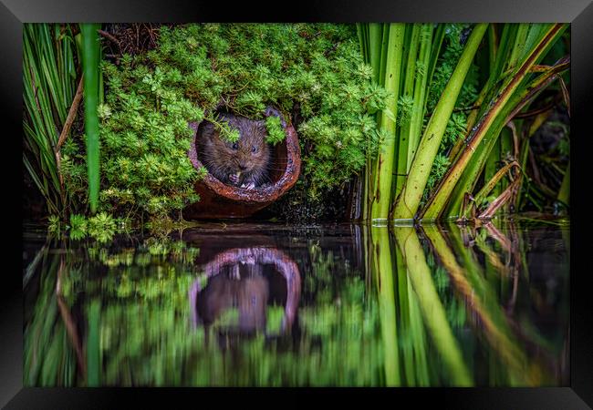 Water vole Framed Print by Alan Strong