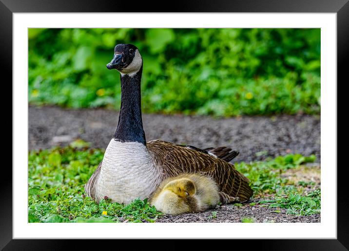 Quiet little ones asleep Framed Mounted Print by Alan Strong