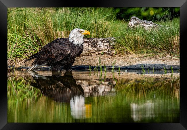 Bald eagle waiting Framed Print by Alan Strong