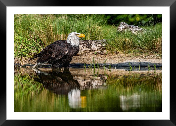 Bald eagle waiting Framed Mounted Print by Alan Strong