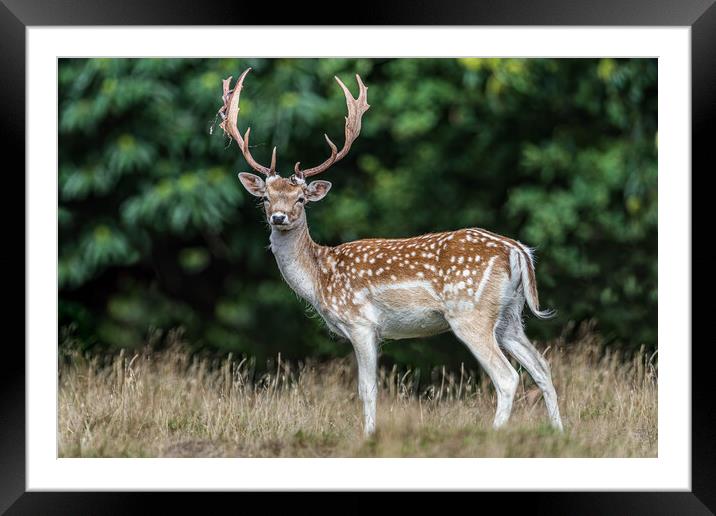 A deer standing in the grass Framed Mounted Print by Alan Strong