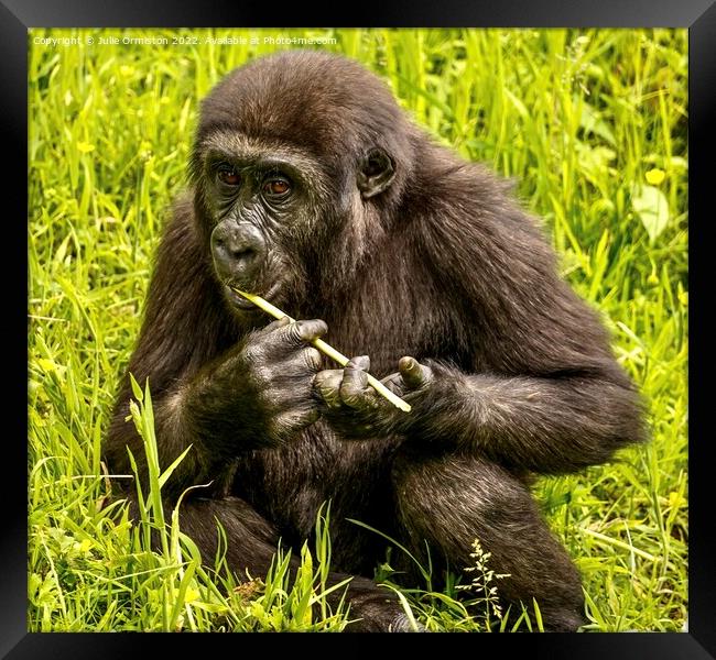 Silverback Gorilla Youngster Framed Print by Julie Ormiston