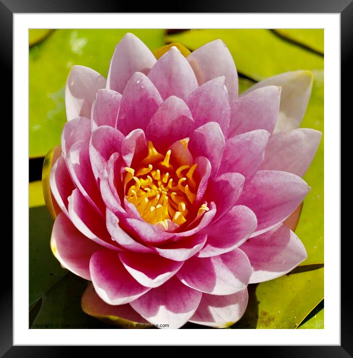 Water Lily Framed Mounted Print by Julie Ormiston