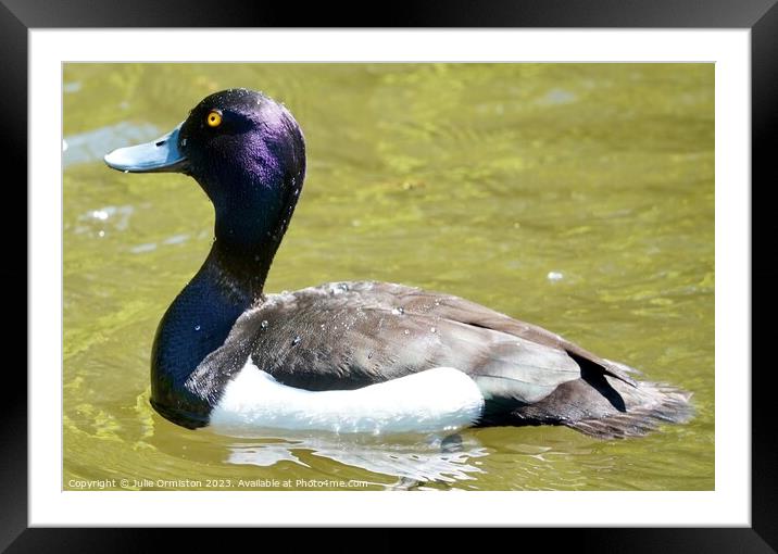 Tufted Diving Duck Framed Mounted Print by Julie Ormiston