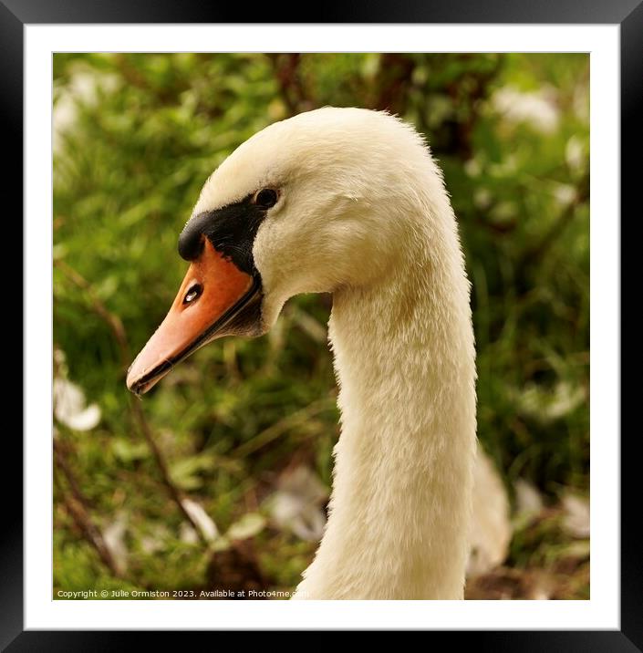 The Swan Framed Mounted Print by Julie Ormiston