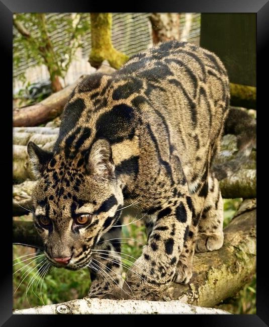 Painted Leopard. Framed Print by Julie Ormiston