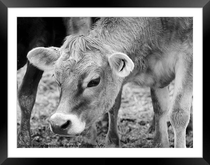 Jersey Cow Framed Mounted Print by Julie Ormiston