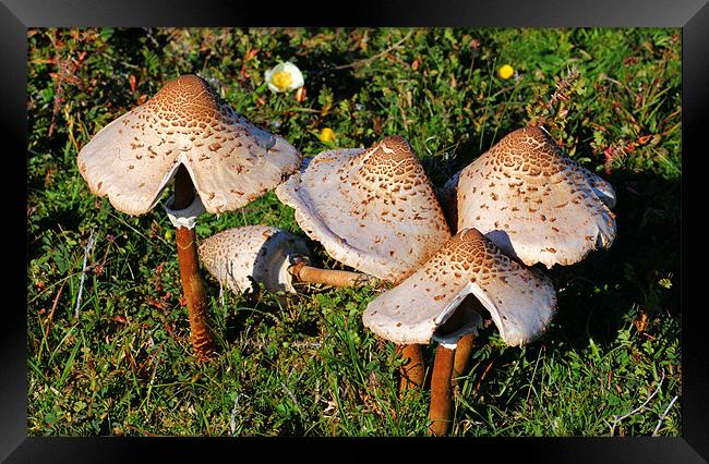 Wild Mushrooms Framed Print by Julie Ormiston