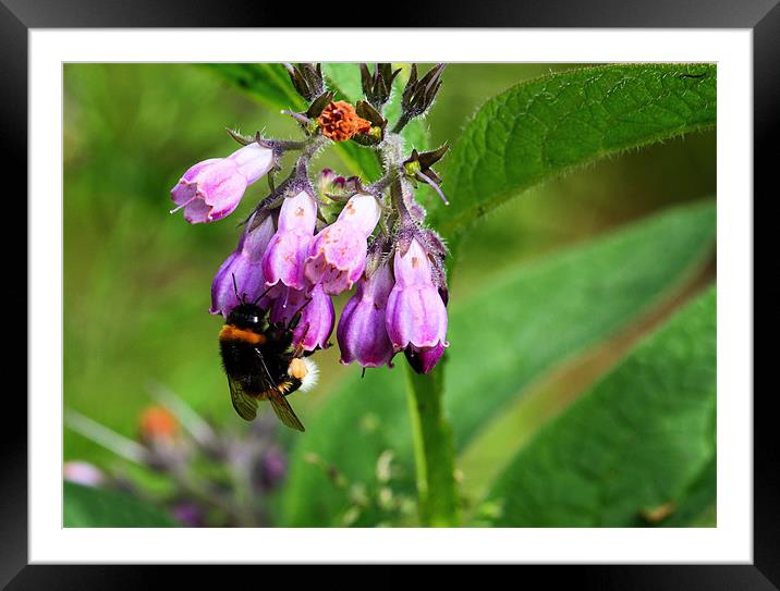 Wild Flowers & ah Bumble Framed Mounted Print by Julie Ormiston