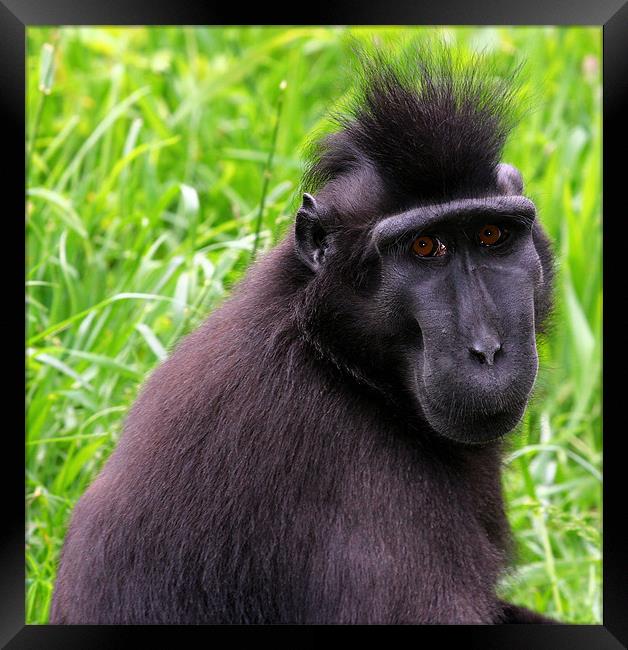 Sula wesi black crested macaque Framed Print by Julie Ormiston