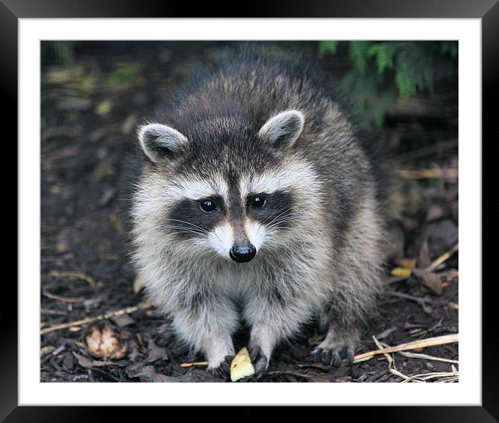 Racoon Youngster Framed Mounted Print by Julie Ormiston