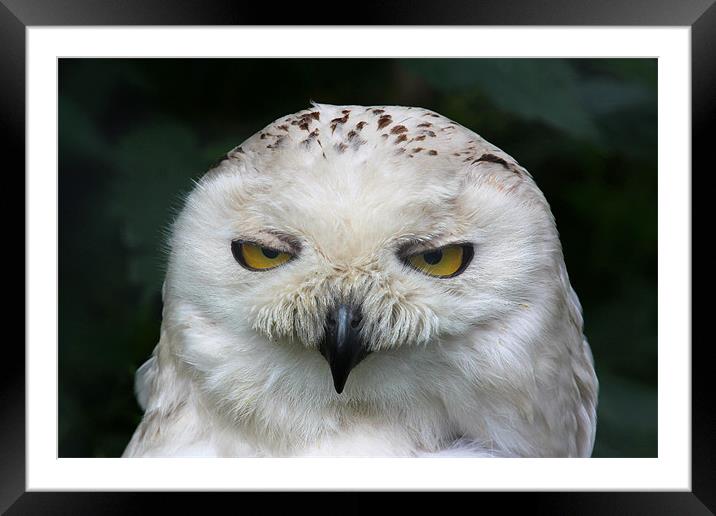 Snowy Owl Framed Mounted Print by Julie Ormiston