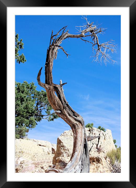 Death in the Canyon Framed Mounted Print by Julie Ormiston