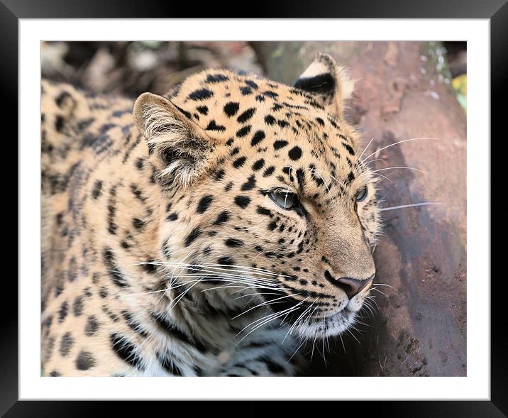 Amur Leopard Thinking Framed Mounted Print by Julie Ormiston