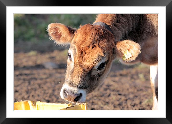 Mad Jersey Moo Coo Framed Mounted Print by Julie Ormiston