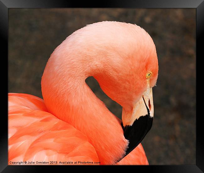 Pretty Flamingo Framed Print by Julie Ormiston