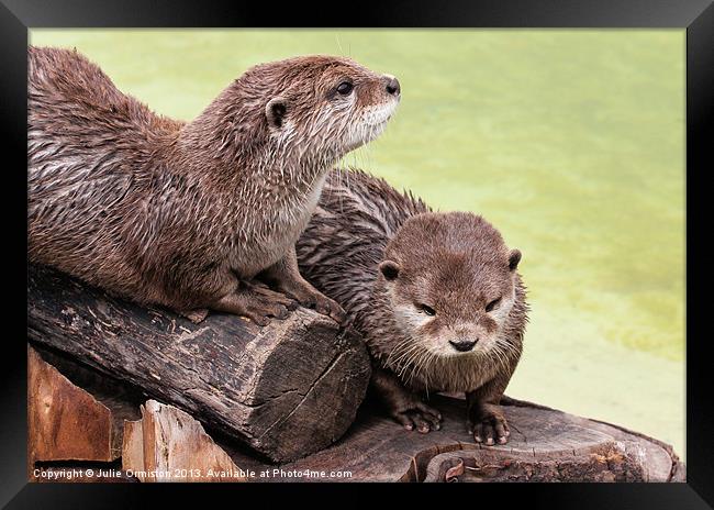 Happy Otters Framed Print by Julie Ormiston