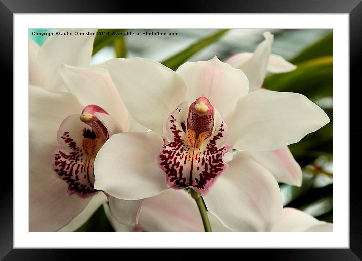Orchid Framed Mounted Print by Julie Ormiston