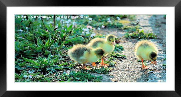 Just the 3 of us! Framed Mounted Print by Julie Ormiston