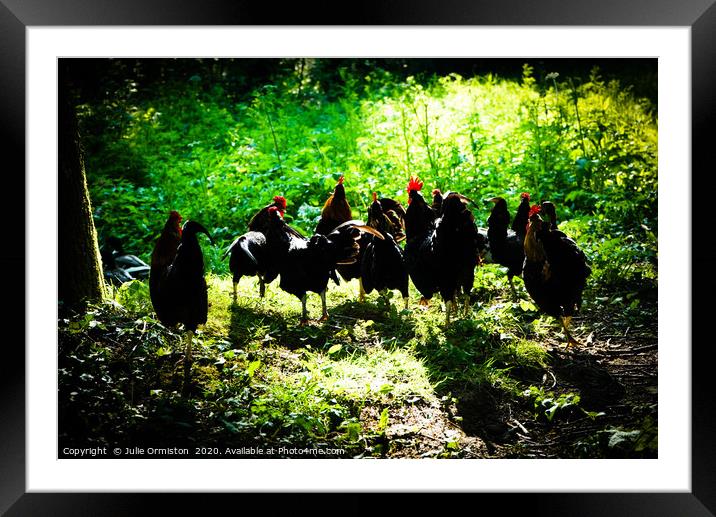 Wild Cockerels Framed Mounted Print by Julie Ormiston