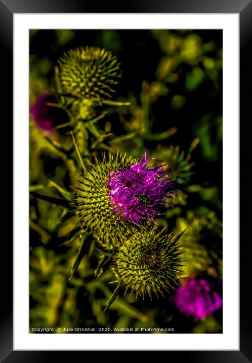 Beginning to Bloom. Framed Mounted Print by Julie Ormiston