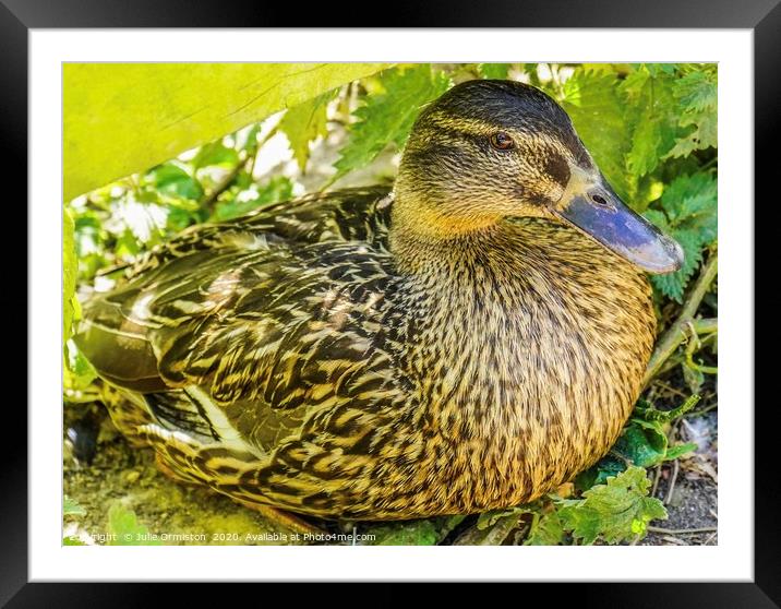 Female Mallard Duck Framed Mounted Print by Julie Ormiston