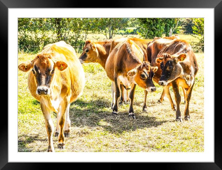 The Lovely Jersey Cows. Framed Mounted Print by Julie Ormiston