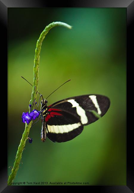 Butterfly Framed Print by Tom Hard