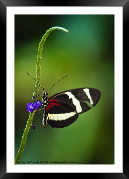 Butterfly Framed Mounted Print by Tom Hard