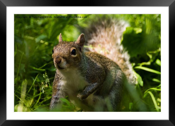 Secret Squirrel Framed Mounted Print by Tom Hard