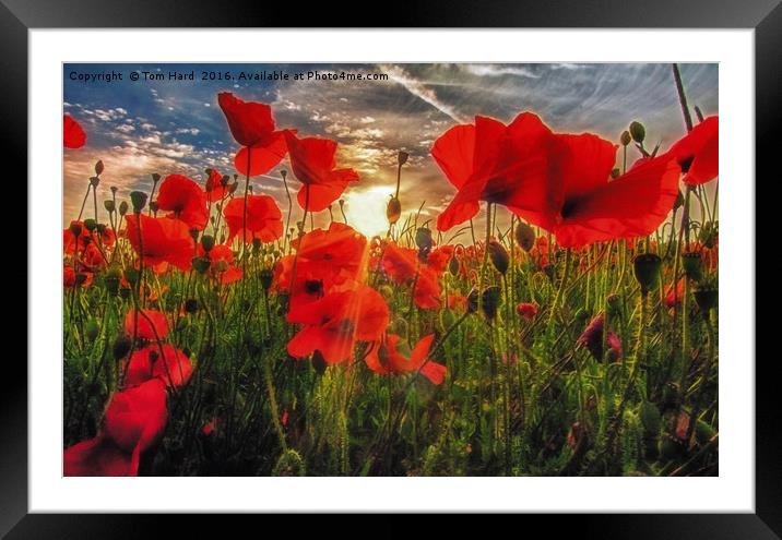 Poppies at Dusk Framed Mounted Print by Tom Hard