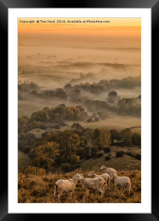 Sheep in the Mist Framed Mounted Print by Tom Hard
