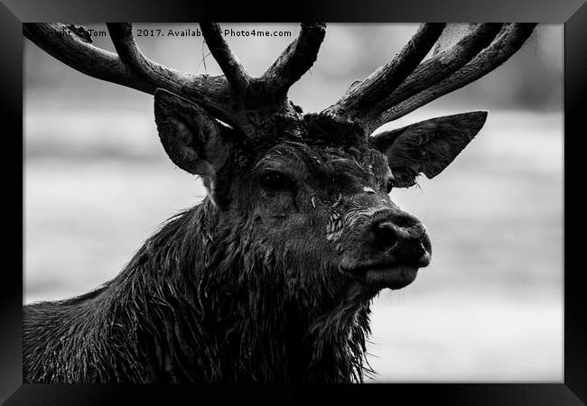 Portrait of a Stag Framed Print by Tom Hard
