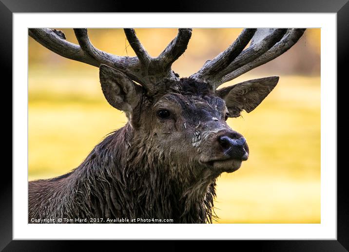 Portrait of a Deer Framed Mounted Print by Tom Hard