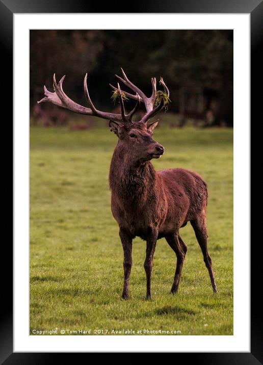 Deer Portrait Framed Mounted Print by Tom Hard