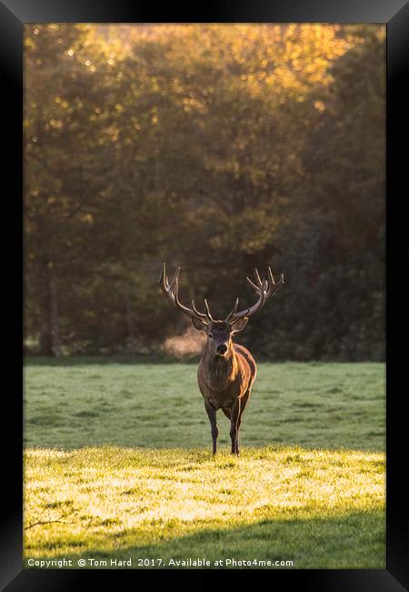 Deer in the light Framed Print by Tom Hard