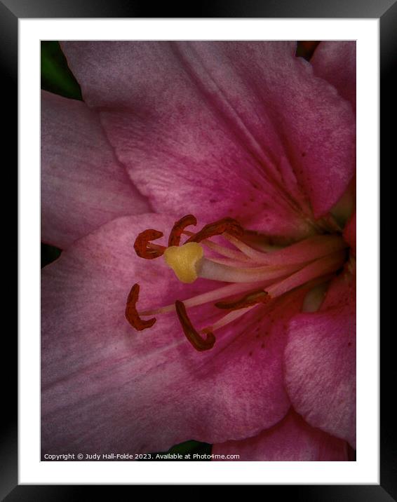 Pink Lily 3 2023 Framed Mounted Print by Judy Hall-Folde