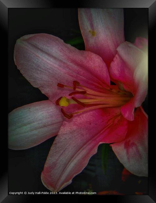 Pink Lily 4 2023 Framed Print by Judy Hall-Folde