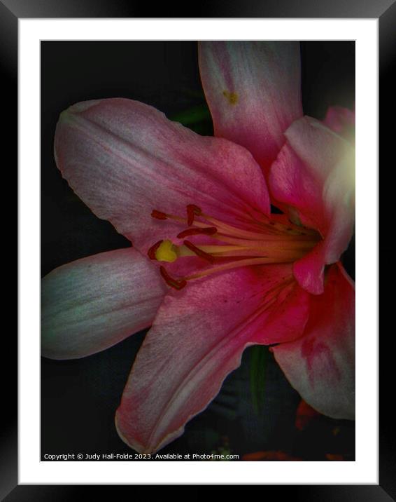 Pink Lily 4 2023 Framed Mounted Print by Judy Hall-Folde