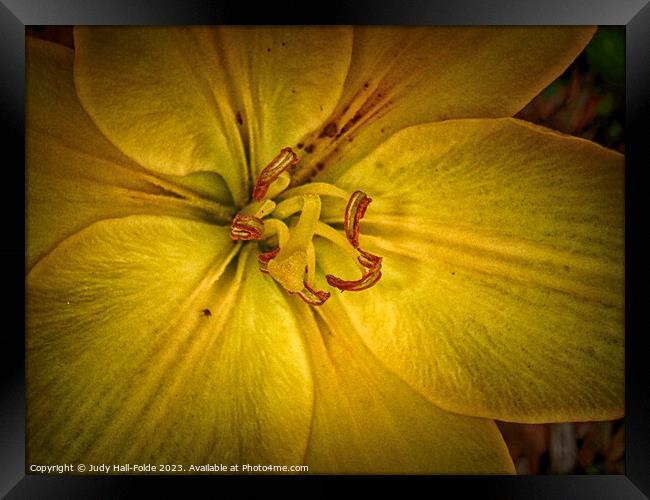 Yellow Lily 1 2023 Framed Print by Judy Hall-Folde