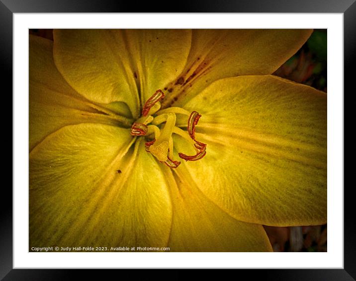 Yellow Lily 1 2023 Framed Mounted Print by Judy Hall-Folde